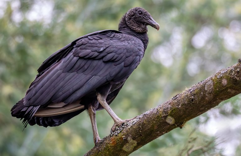 Black Vulture by Artush, Shutterstock