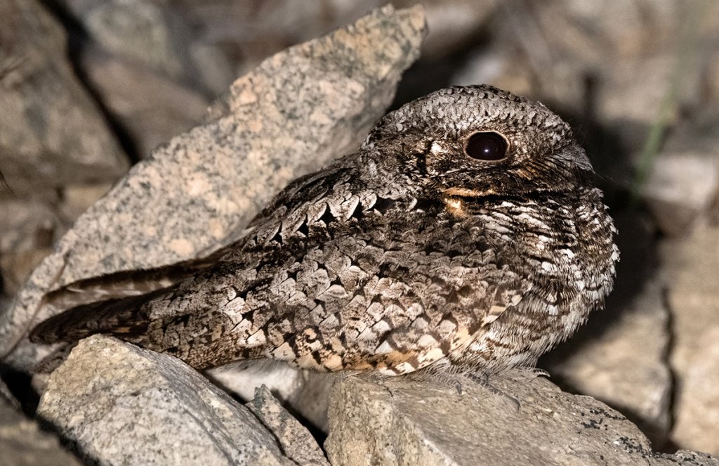 Common Poorwill - American Bird Conservancy