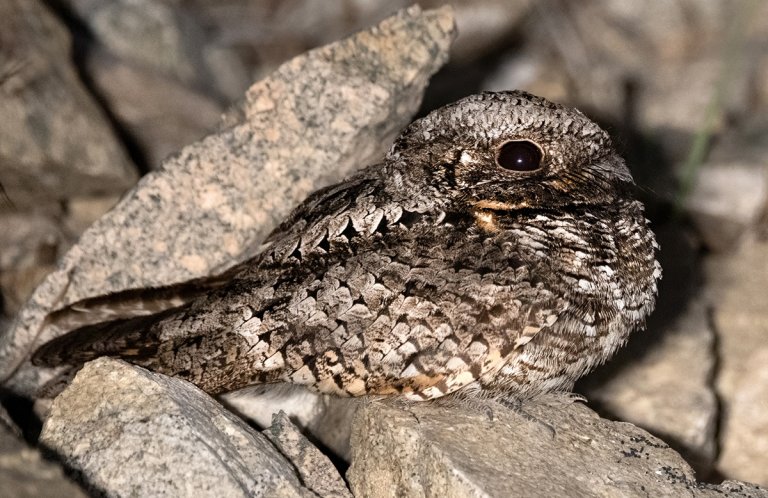 Common Poorwill by Liam Hutcheson, Macaulay Library at the Cornell Lab of Ornithology