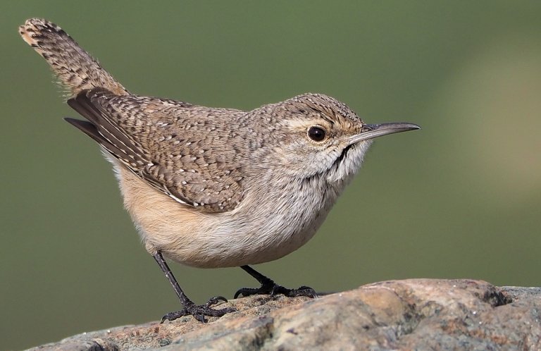 Rock Wren by Aiden Brubaker, Macaulay Library at the Cornell Lab of Ornithology