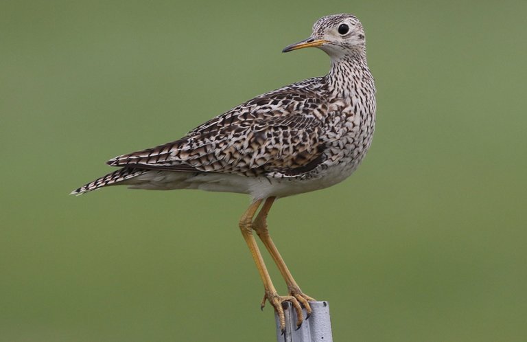 Upland Sandpiper by Michael J. Parr