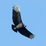 Black Vulture in flight by Agami Photo Agency, Shutterstock