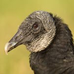 Black Vulture portrait @ Michael Stubblefield