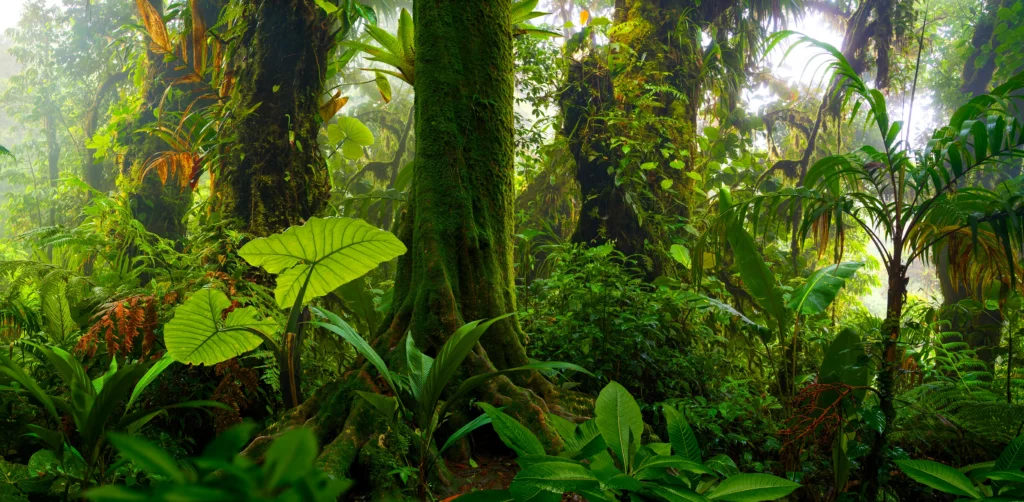 Rainforest in Central America. Photo by Teo Tarras/Shutterstock.