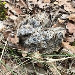 Common Poorwill chicks. Photo by David Suddjian, Macaulay Library at the Cornell Lab of Ornithology