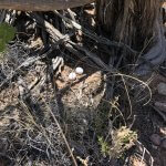 Common Poorwill nest. Photo by Deven Kammerichs-Berke, Macaulay Library at the Cornell Lab of Ornithology