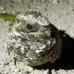 Common Poorwill. Photo by Teale Fristoe, Macaulay Library at the Cornell Lab of Ornithology