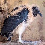 Juvenile Black Vulture by Rafael Martos Martins, Shutterstock