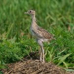 Juvenile Upland Sandpiper. Photo by Dana Siefer, Macaulay Library at the Cornell Lab of Ornithology