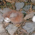 Newly-hatched Common Poorwill chick. Photo by Rick Bowers, Macaulay Library at the Cornell Lab of Ornithology