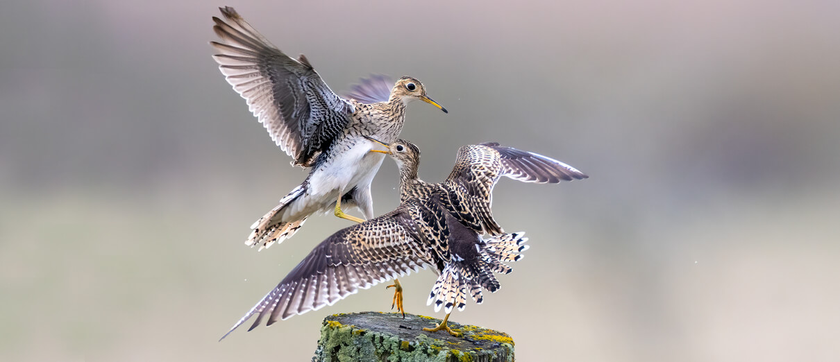 Upland Sandpiper pair by Mike Riley, Macaulay Library at the Cornell Lab of Ornithology