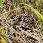 Upland Sandpiper hatchling. Photo by Taylor Brown, Macaulay Library at the Cornell Lab of Ornithology