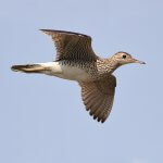 Upland Sandpiper in flight. Photo by Alex Lamoreaux, Macaulay Library at the Cornell Lab of Ornithology