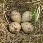 Upland Sandpiper nest and eggs. Photo by Alyssa DeRubeis, Macaulay Library at the Cornell Lab of Ornithology.