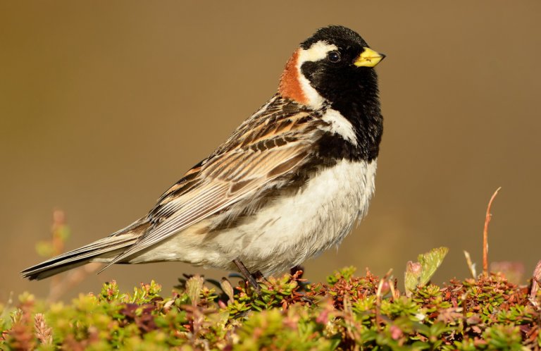 Lapland Longspur by Martin Pelanek, Shutterstock