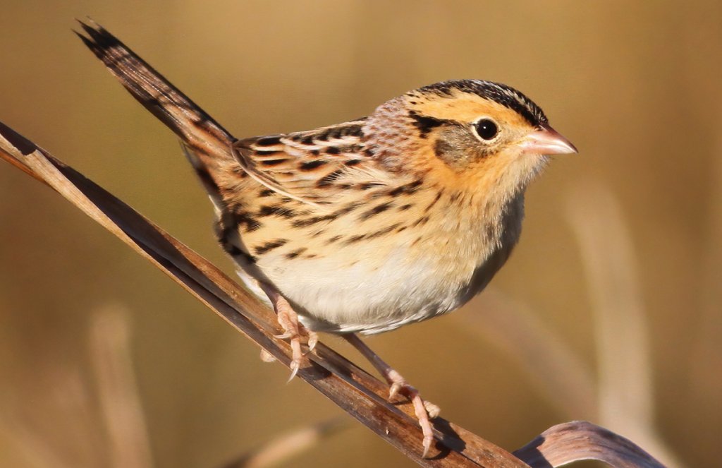 LeConte’s Sparrow by Brandon Caswell, Macaulay Library at the Cornell Lab of Ornithology