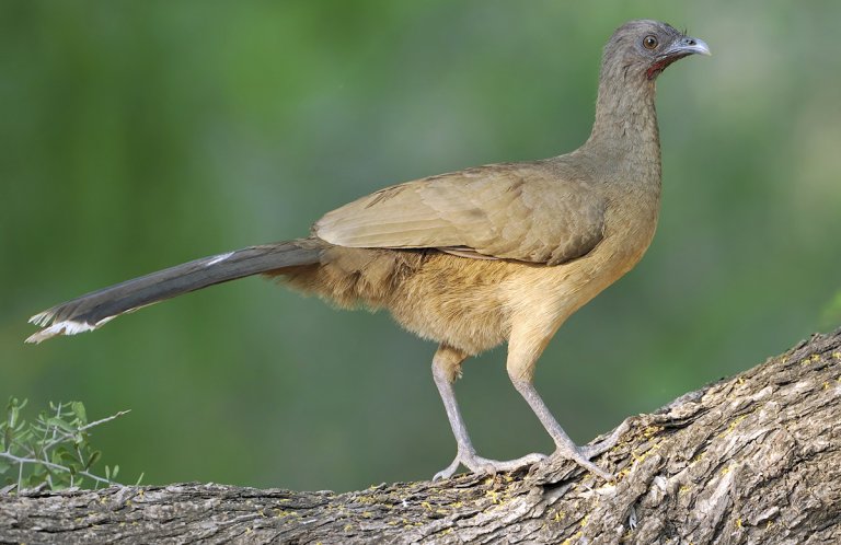 Plain Chachalaca - American Bird Conservancy