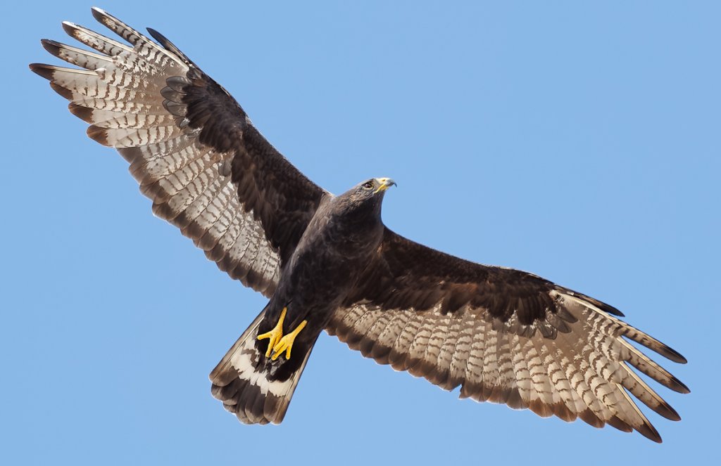 Zone-tailed Hawk by Ryan Sanderson, Macaulay Library at the Cornell Lab of Ornithology