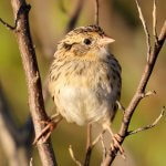 Juvenile LeConte's Sparrow. Photo by Myles McNally, Macaulay Library at the Cornell Lab of Ornithology