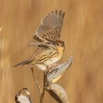 LeConte's Sparrow by Daniel J. Lebbin