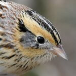 LeConte's Sparrow by David O. Hill