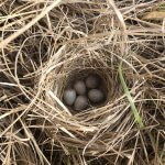 LeConte's Sparrow nest and eggs. Photo by Bob Anderson, Macaulay Library at the Cornell Lab of Ornithology