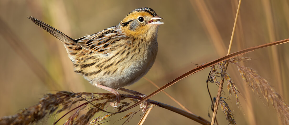 LeConte's Sparrow in song. Photo by David Kirsch, Macaulay Library at the Cornell Lab of Ornithology.