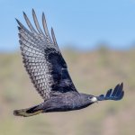 Zone-tailed Hawk in flight. Photo by Michael Smith, Macaulay Library at the Cornell Lab of Ornithology.