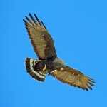 Zone-tailed Hawk with prey. Photo by Greg Homel, Natural Elements Productions.