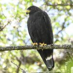 Zone-tailed Hawk. Photo by Ty Allen, Macaulay Library at the Cornell Lab of Ornithology