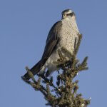 Adult American Goshawk by Gerald Romanchuk, Macaulay Library at the Cornell Lab of Ornithology