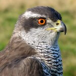 American Goshawk portrait by Edwin Butter, Shutterstock