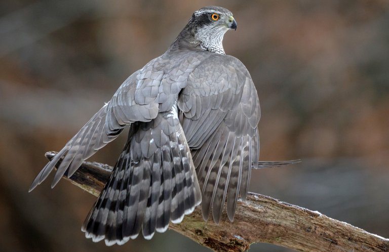 American Goshawk by Neil Burton, Shutterstock