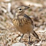 American Pipit with prey by Ian Maton, Shutterstock