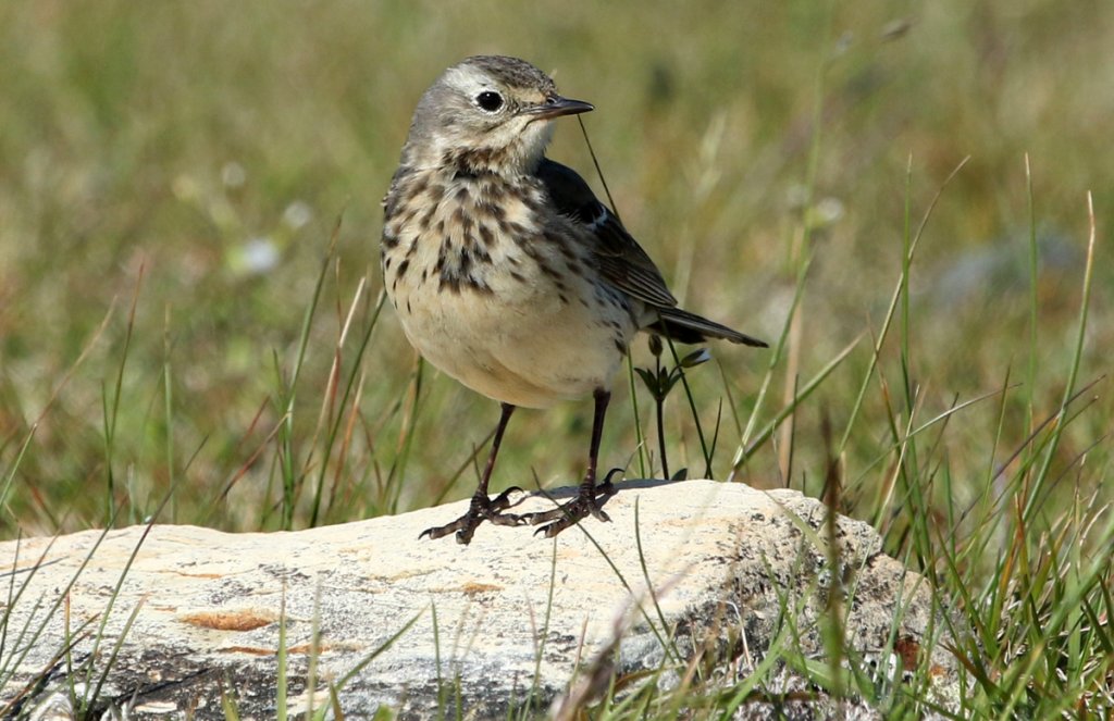 American Pipit by vagabond54, Shutterstock