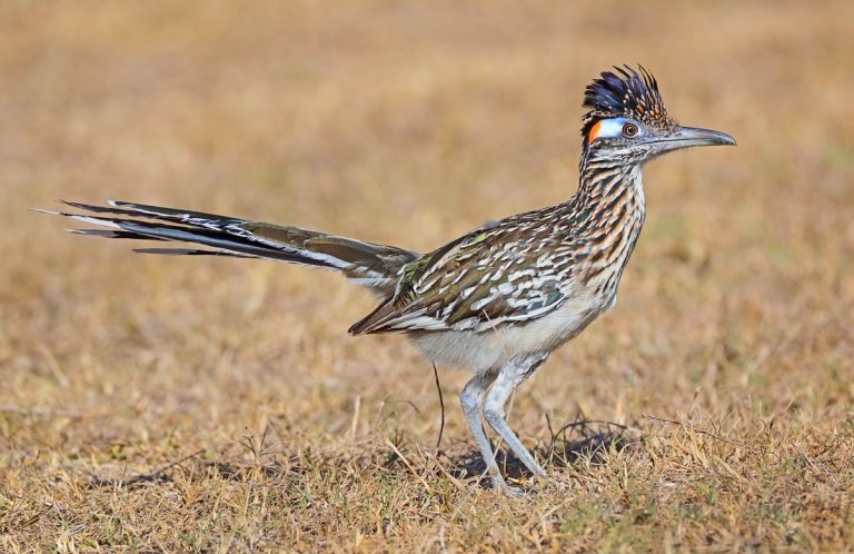 Greater Roadrunner by Greg Homel, Natural Elements Productions