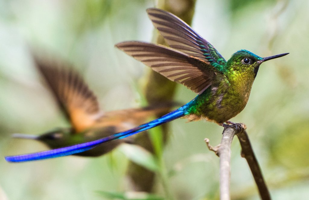 Violet-tailed Sylph by Owen Deutsch, owendeutsch.com