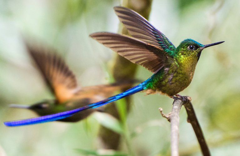 Violet-tailed Sylph by Owen Deutsch, owendeutsch.com