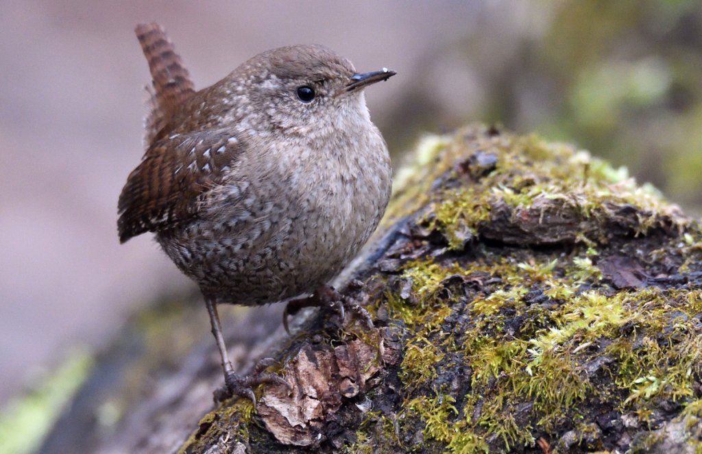 Winter Wren by Terence Zahner, Macaulay Library at the Cornell Lab of Ornithology