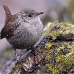 Winter Wren by Terence Zahner, Macaulay Library at the Cornell Lab of Ornithology