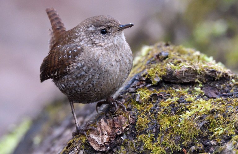 Winter Wren by Terence Zahner, Macaulay Library at the Cornell Lab of Ornithology