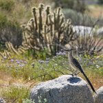 Greater Roadrunner by Keenanhye, CC BY 4.0