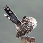 Greater Roadrunner preening by Alan Schmierer