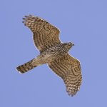 Juvenile American Goshawk in flight by Bill Carpenter, Macaulay Library at the Cornell Lab of Ornithology