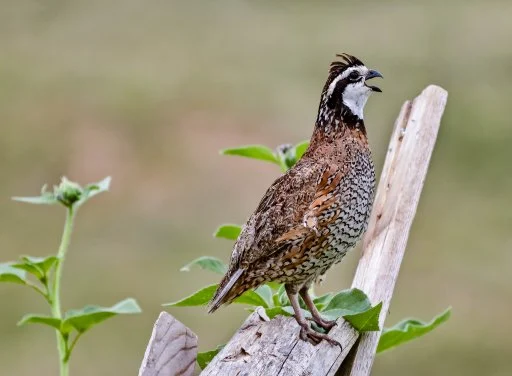 Northern Bobwhite