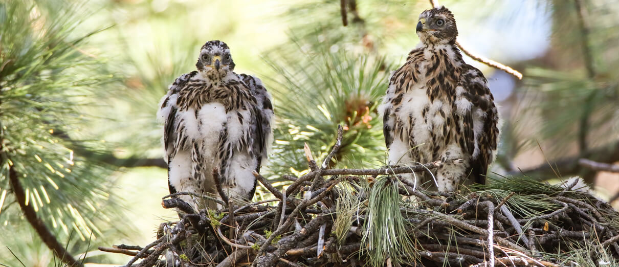 American Goshawk nestlings. Photo by Scott Carpenter, Macaulay Library at the Cornell Lab of Ornithology.