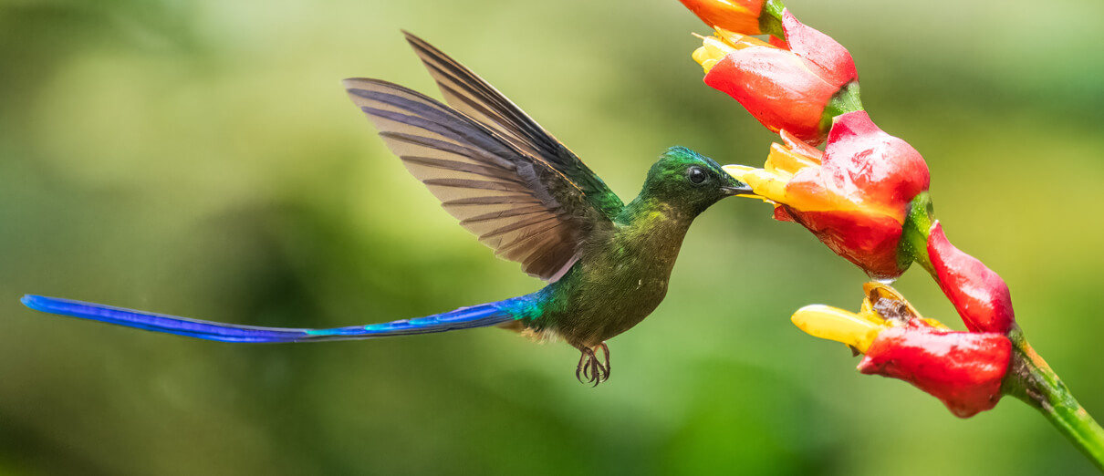 Male Violet-tailed Sylph feeding. Photo by Miroslav Srb, Shutterstock.