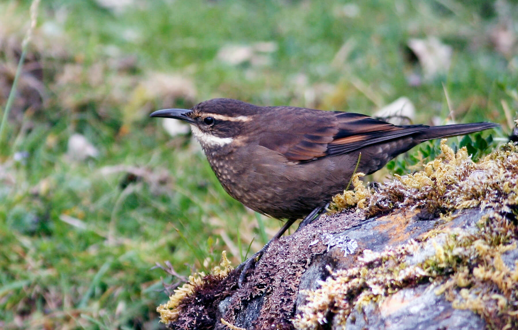 Our North Stars: 30 Birds, 30 Years — Part One - American Bird Conservancy