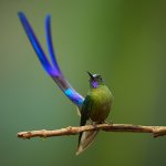 Violet-tailed Sylph by Martin Mecnarowski, Shutterstock