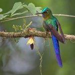 Violet-tailed Sylph by Lars Petersson, My World of Bird Photography, Macaulay Library, etc.